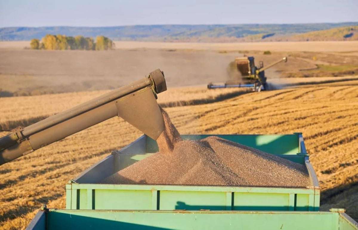 Турция в 2025 году ожидает снижения производства зерна и фруктов - agroexpert.md