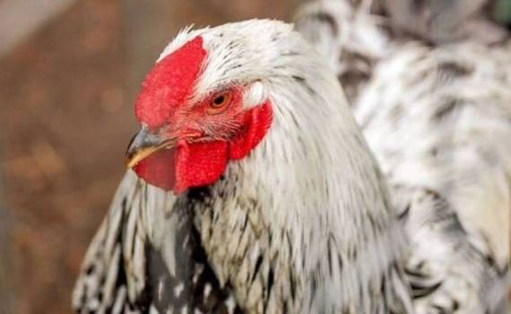 Птичий грипп охватывает Германию: ситуация выходит из-под контроля - agroexpert.md