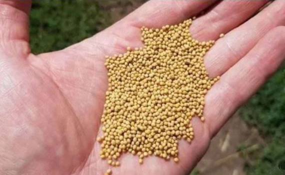 В ЕС зафиксирован рекордный экспорт семян горчицы из третьих стран - agroexpert.md