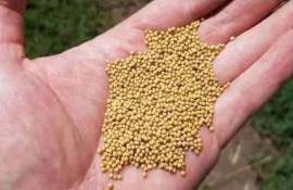 В ЕС зафиксирован рекордный экспорт семян горчицы из третьих стран - agroexpert.md