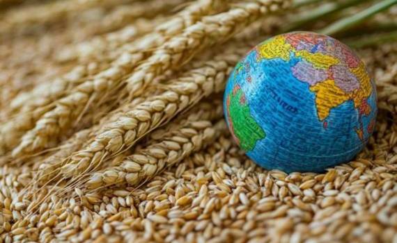 Мировые цены на пшеницу стабилизировались - эксперты - agroexpert.md