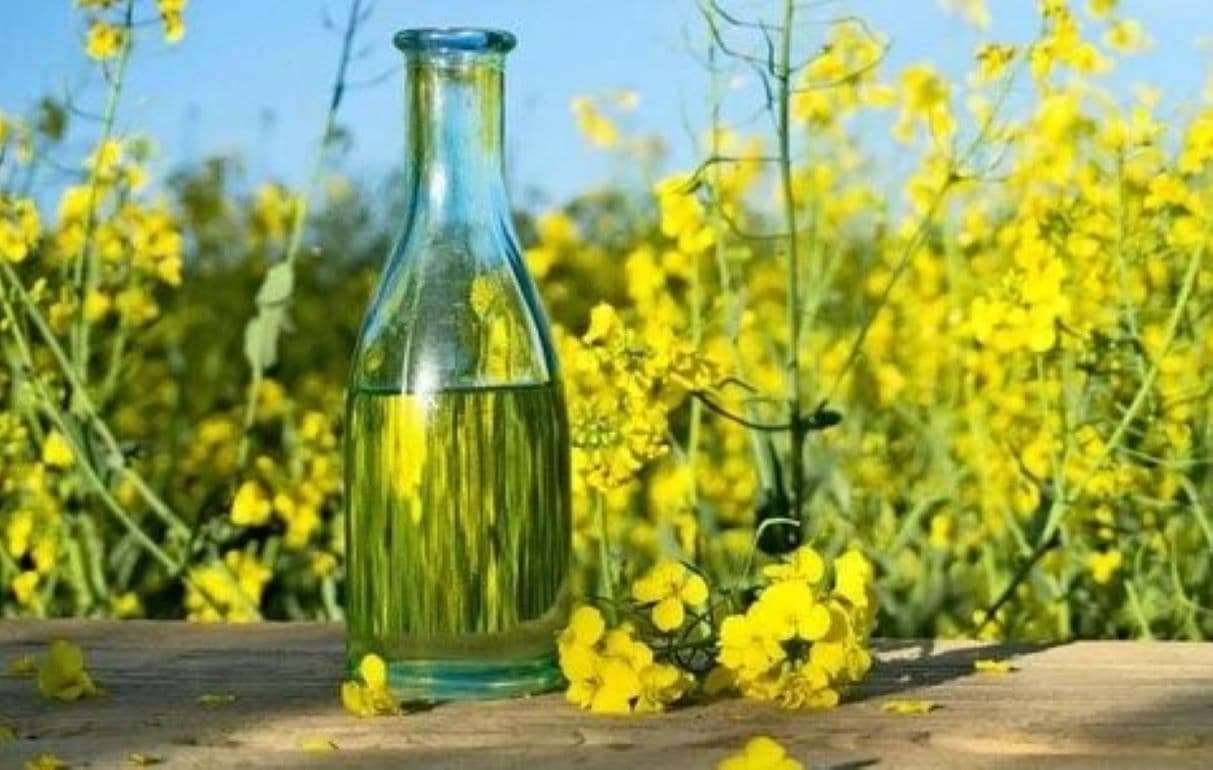 Болгария увеличивает переработку рапса несмотря на снижение урожая - agroexpert.md