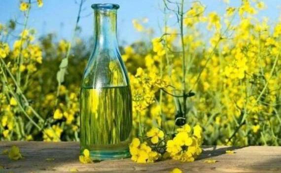 Болгария увеличивает переработку рапса несмотря на снижение урожая - agroexpert.md