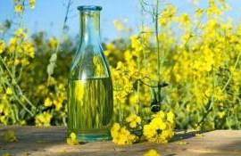 Болгария увеличивает переработку рапса несмотря на снижение урожая - agroexpert.md