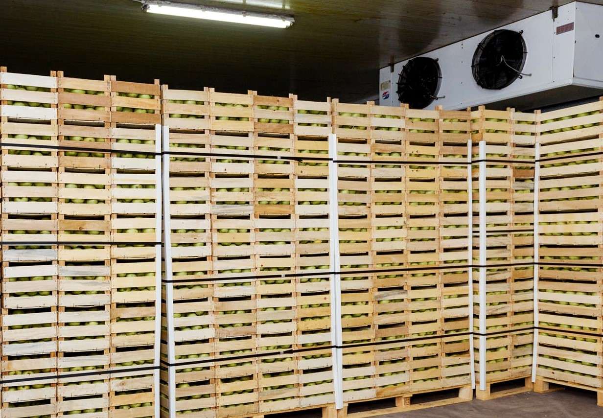 mere pastrate in frigidere - agroexpert.md