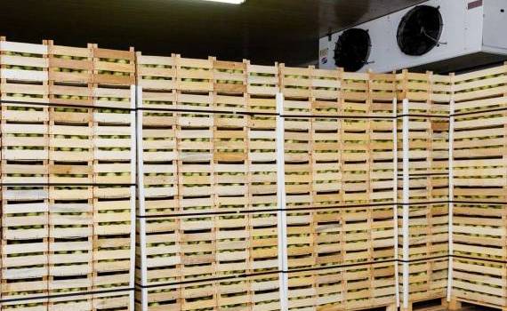 mere pastrate in frigidere - agroexpert.md