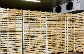 mere pastrate in frigidere - agroexpert.md