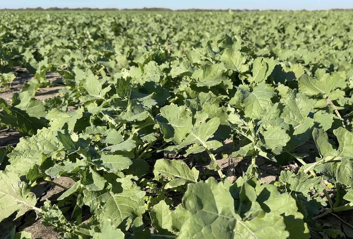 Фунгицидная обработка рапса осенью - agroexpert.md