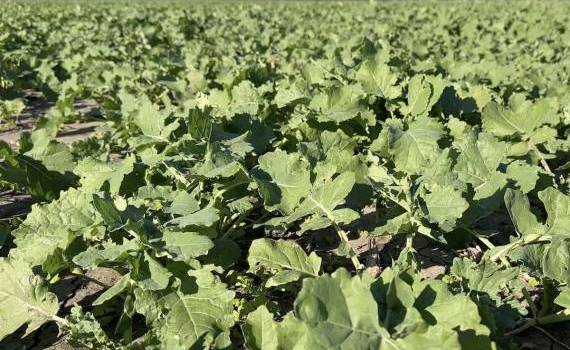 Фунгицидная обработка рапса осенью - agroexpert.md