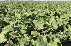 Фунгицидная обработка рапса осенью - agroexpert.md