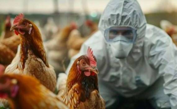Стоит ли ожидать пандемии птичьего гриппа H5N1 - agroexpert.md