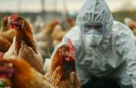Стоит ли ожидать пандемии птичьего гриппа H5N1 - agroexpert.md
