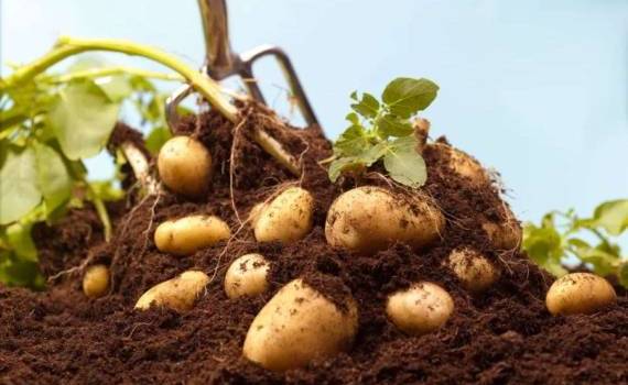 Нидерланды: лучший год для картофелеводов и производителей лука за 25 лет - agroexpert.md