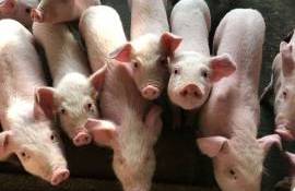 Autorizația sanitar-veterinară pentru creșterea porcinelor - agroexpert.md