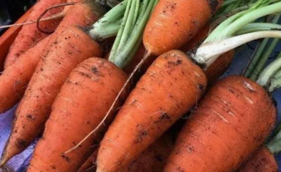 Экспорт в Румынию стимулирует рост цен на морковь - agroexpert.md
