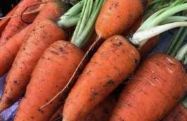 Экспорт в Румынию стимулирует рост цен на морковь - agroexpert.md