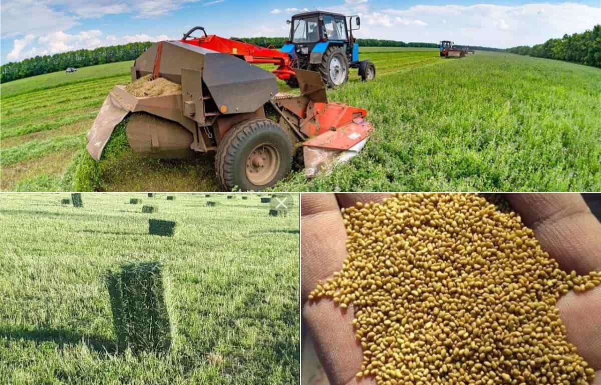 Дефицит семян люцерны: отпускные цены выросли на четверть за три недели - agroexpert.md