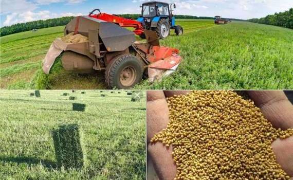 Дефицит семян люцерны: отпускные цены выросли на четверть за три недели - agroexpert.md