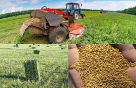 Дефицит семян люцерны: отпускные цены выросли на четверть за три недели - agroexpert.md