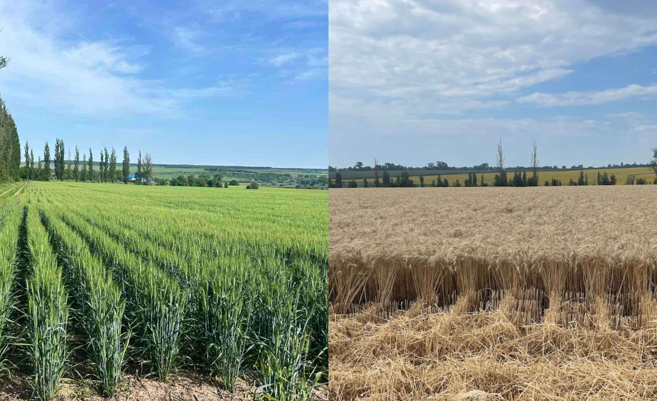 Vaderstad Tempo: Experimentul  - agroexpert.md