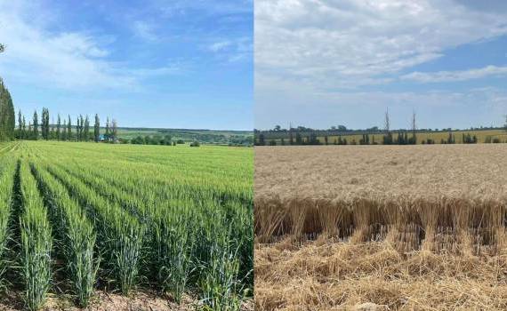 Vaderstad Tempo: Experimentul  - agroexpert.md