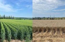 Vaderstad Tempo: Experimentul  - agroexpert.md