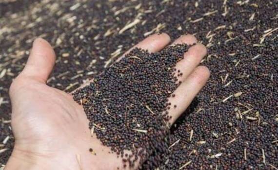 Почему ЕС на 70% уменьшил закупки украинского рапса - agroexpert.md