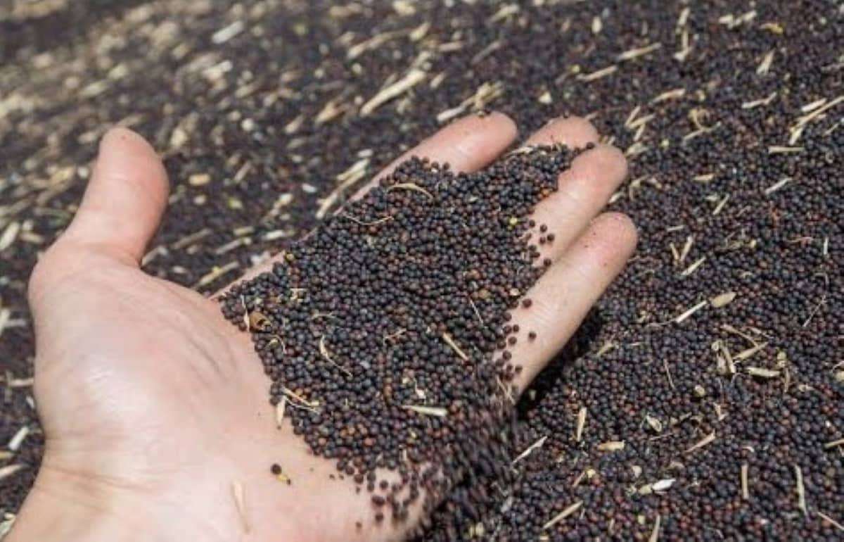 Почему ЕС на 70% уменьшил закупки украинского рапса - agroexpert.md