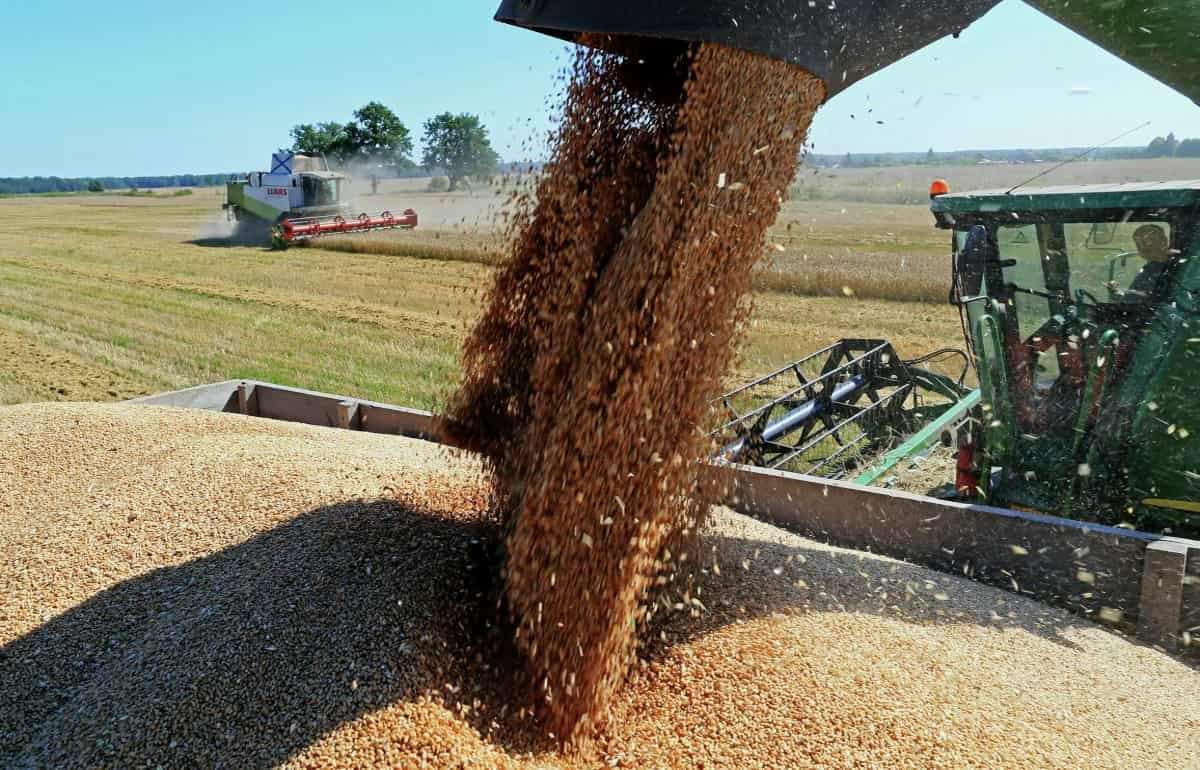 Рекордный урожай пшеницы давит на цены: прогнозируется дальнейшее падение - agroexpert.md