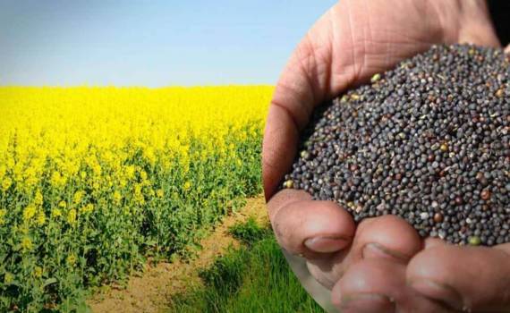 Рынок рапса: европейский рост на фоне украинских ограничений - agroexpert.md