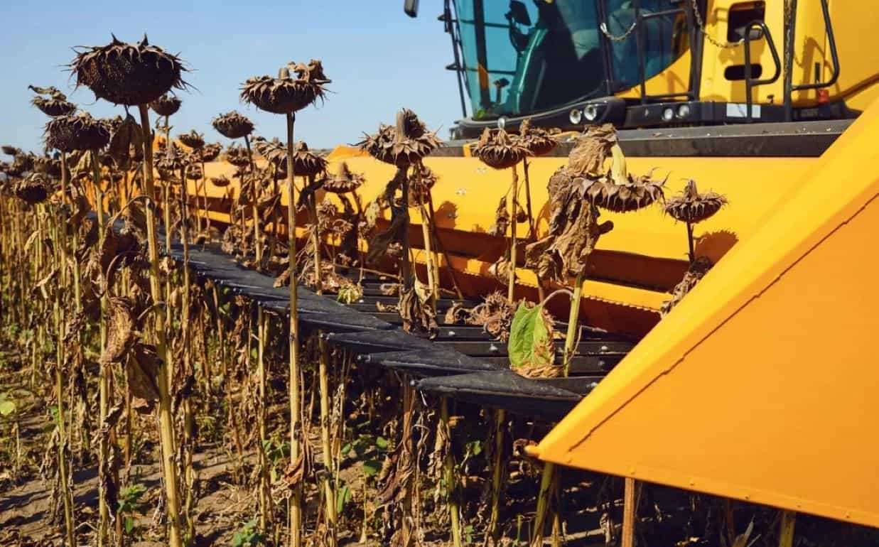 Снижение урожая в странах-лидерах ограничивает рынок подсолнечника - agroexpert.md