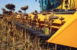 Снижение урожая в странах-лидерах ограничивает рынок подсолнечника - agroexpert.md