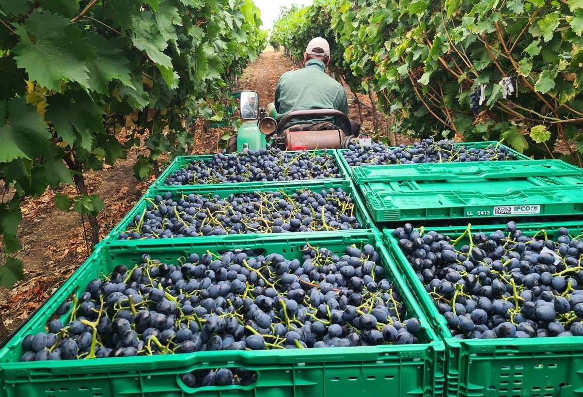 struguri moldova, la pret mic - agroexpert.md