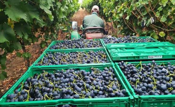 struguri moldova, la pret mic - agroexpert.md