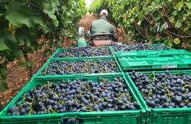 struguri moldova, la pret mic - agroexpert.md