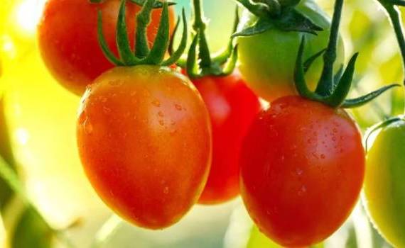 Новый сорт томатов черри для премиального рынка - agroexpert.md