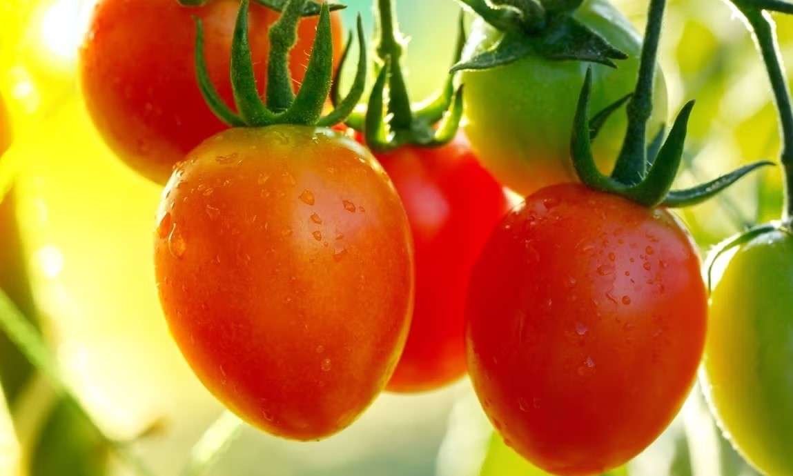 Новый сорт томатов черри для премиального рынка - agroexpert.md