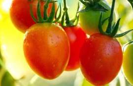 Новый сорт томатов черри для премиального рынка - agroexpert.md