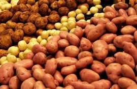 Картофель дешевеет: мировой рынок перегрет из-за избытка урожая - agroexpert.md