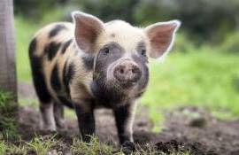 Мировая торговля свининой: рост, вызовы и перспективы - agroexpert.md