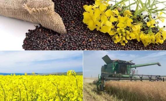 Рапс дорожает: экспорт из Украины сокращается, но остаётся выгодным - agroexpert.md