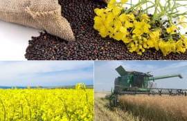 Рапс дорожает: экспорт из Украины сокращается, но остаётся выгодным - agroexpert.md