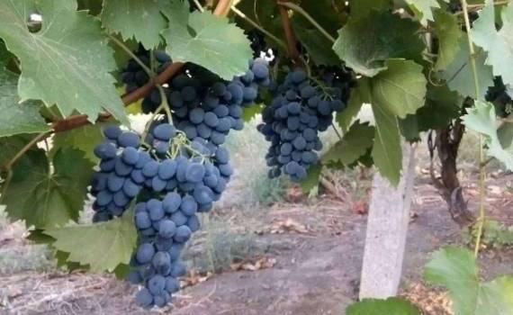 Столовый виноград Молдова 2025/26: трещины на ягодах и падение цен - agroexpert.md
