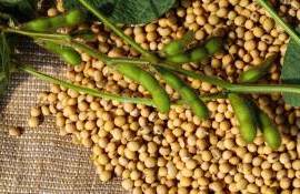 Производители кормов в ЕС бьют тревогу: EUDR парализует рынок сои - agroexpert.md