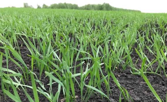 Осенняя подкормка озимых зерновых азотом: влияние на зимостойкость - agroexpert.md