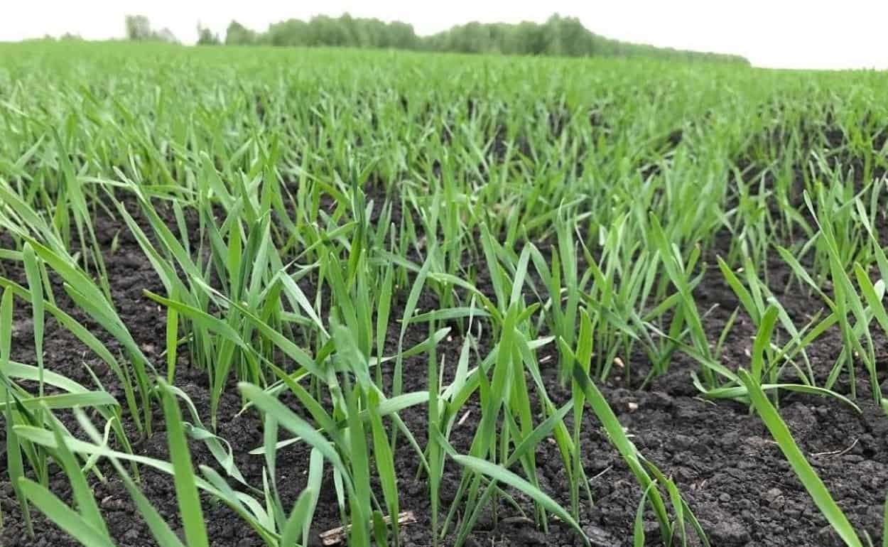 Осенняя подкормка озимых зерновых азотом: влияние на зимостойкость - agroexpert.md