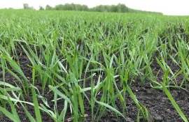 Осенняя подкормка озимых зерновых азотом: влияние на зимостойкость - agroexpert.md