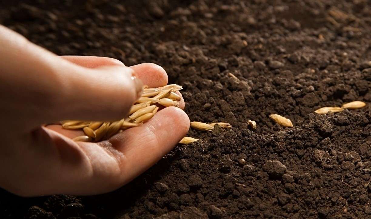 Semănatul târziu-agroexpert