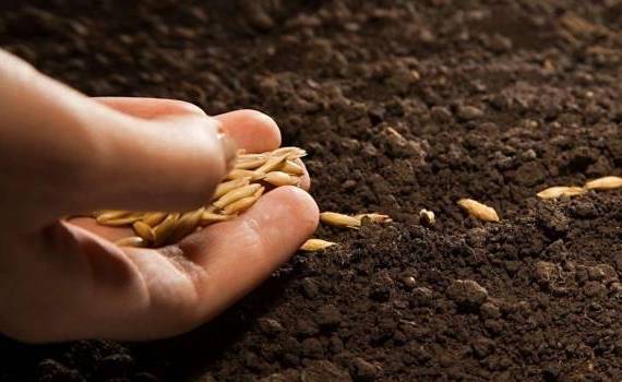 Semănatul târziu-agroexpert