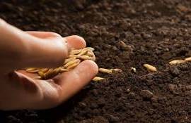 Semănatul târziu ar putea periclita dezvoltarea culturilor de toamnă